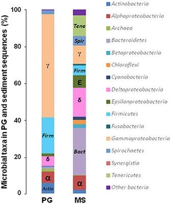 Microbial Diversity in Sulfate-Reducing Marine Sediment Enrichment Cultures Associated with Anaerobic Biotransformation of Coastal Stockpiled Phosphogypsum (Sfax, Tunisia)